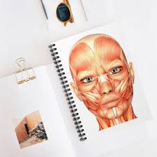 Facial Anatomy With Blanks