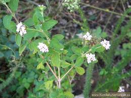 Image result for Lantana rugosa