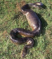 Le serpent de mer à bande fanée ou couleuvre de mer belcher est considéré comme très dangereux. Le Plus Gros Serpent Du Monde Le Poids Du Grand Anaconda Peut Atteindre Les 230 Kg