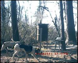 Each feeder costs about $8 a piece to make. Diy Deer Feeders