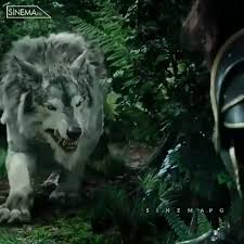 Dovus Tr Animals Husky Dogs