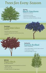 One of the best trees for a small space has to be a japanese maple, karam says. Selecting The Right Tree For Your Garden Fix Com