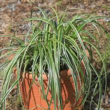 Image result for Carex johnstonii
