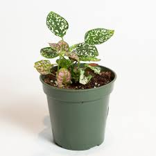 Image result for Hypoestes triflora