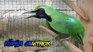 Check spelling or type a new query. Cucak Ijo Jamtrok Wallpaper Jago Nya Masteran Cucak Ijo Jamtrok Auto Nyaut Youtube