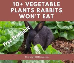 Give them a small amount at first. List Of 10 Vegetable Plants Rabbits Won T Eat From Your Garden Free Printable Everyday Old House