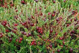Der garten des pfarrhauses (priest's house),das wahrscheinlich im 17. Cranberry Gartenzauber
