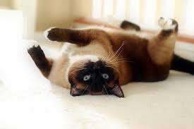 Can cats eat raw fish? Cats That Eat As Little As 2 3 Grams Of Onion Per Pound Of Body Weight Can Become Sick Usually Within A Few Days Of Exposure Garl Siamese Cats Baby Cats Cats