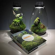 Pin By Petr On Plant7 Moss Plant Moss Terrarium Terrarium