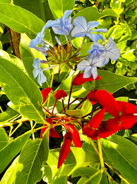 Image result for Erythrina zeyheri