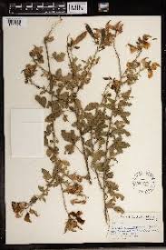 Image result for Crotalaria capensis