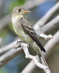 Image result for Contopus virens