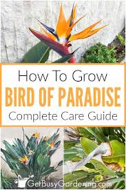 Bird Of Paradise Propagation From Seed Bird Of Paradise Plant Care Growing Guide In 2020 Birds Of Paradise Plant Paradise Plant Birds Of Paradise