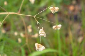 Image result for Briza minor