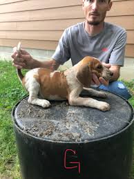 This page shows the most recent topics in all of our forums. Ukc Registered Red Tick Pups Arkansas Hunting