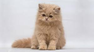 In america, prices for persian kittens range. Persian Cat Price Personality Lifespan