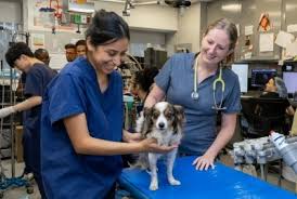 Collaborative Care: How Different Types of Veterinary Hospitals Work  Together - The Animal Medical Center