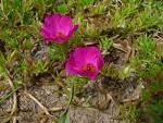 Cicek Yetistiriciligi Ipek Cicegi Kedi Tirnagi Portulaca Cicek Cicekciler