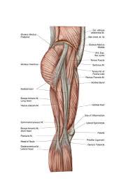 Mac & k tell em. Anatomy Of Human Thigh Muscles Anterior View Prints Allposters Com