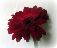 Spirals Spatulas You Can Have Pretty Flowers In July Wedding Flowers Daisy Wedding Flowers Burgundy Flowers