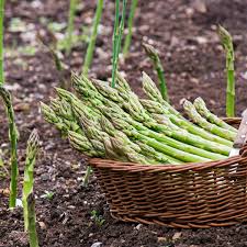 Regardless of whether you're starting from seedling plants or established crowns, you will need to prepare your bed. How To Grow Asparagus Gardening Advice The Guardian
