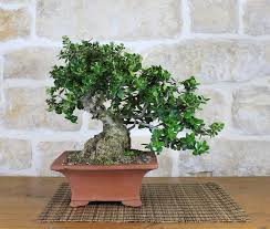 Wild Olive Bonsai Tree 132 Polliceverde Olive Trees Garden Garden Trees Bonsai Tree