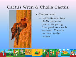 Nests are typically placed in thorny bushes such as cholla cactus as a deterrent. Relationships In Nature Ppt Download