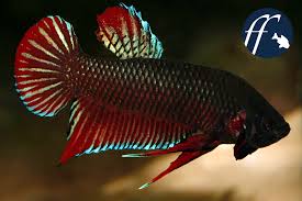 Der Betta Splendens Formenkreis Allgemein Und Betta Mahachaiensis Im Besonderen Aqualog De