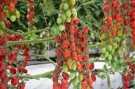 Image result for tomato Datterino