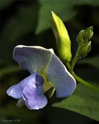 Image result for Dicerocaryum senecioides