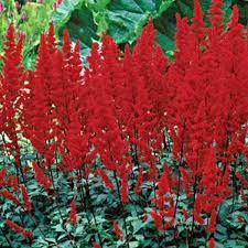 Learn about full sun perennials, including daylily, shasta daisy and penstemon, from the experts at hgtv. Perennials For Zone 6 Full Shade Perennials Zone 6 Slideshow Shade Perennials Perennials Shade Plants