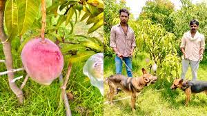 Some may find it surprising to hear that mango, the popular tropical the dream of miyazaki mango was seeded by farmers who wanted to become mango growers in 1985. 9rkhxwqey9j6am