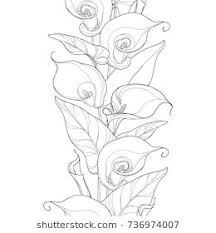 Black And White Realistic Calla Lily Tattoo Vector Seamless Pattern With Outline Calla Lily Flower Or Zantedeschia Flower Bud And Leaves In Black On The Wh Lilies Drawing Calla Lily Tattoos Lily Images