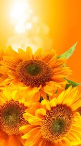 Hd Wallpapers Wallpapers Download High Resolution Wallpapers Hd Wallpapers Wallpapers Download High Resolution Wallpapers Consists Of Nature Wallpapers Sunflower Wallpaper Sunflower Pictures Sunflower Art