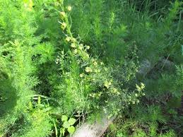 Artemisinin to związek otrzymywany z rośliny o nazwie artemisia annua  bylica roczna, powszechny typ piołunu rdzennie występujący w umiarkowanej klimatycznie części azji. Zobacz Watek Bylica Artemisia Odmiany Uprawa Zdjecia