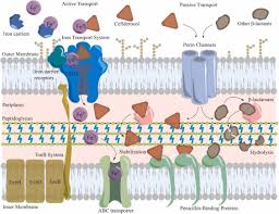 Image result for Cefiderocol
