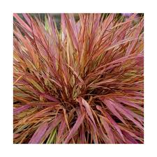 Image result for hakonechloa macra nicolas
