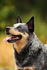 10 Overlooked Dog Breeds That Make For Great Family Pets In 2020 Quiet Dog Breeds Family Dogs Breeds Dog Breeds