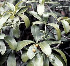 Image result for Psychotria heterosticta