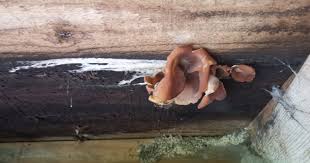 Image result for site:byggahus.se svamp