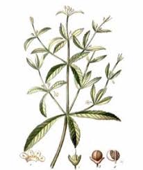 Image result for Scoparia