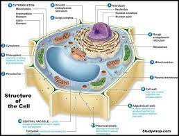 Check spelling or type a new query. Structure Of Cell Basic Components And Cell Organelles Study Wrap