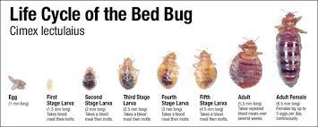 Columbus, ohio is ranked one of the highest cities for bed bug infestations in the country. Phdmc Bed Bug Information