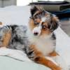 These puppies are out of beautiful, kind hearted friendly parents. 1