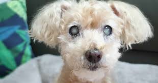 A cataract does not depend on age at all and occurs even in puppies. Cataracts In Dogs Pdsa