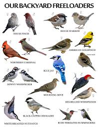 Bird Bird Bird Bird Is The Word Birds Birding Birders Bird Information About Birds Birds In Kruger Backyard Birds Watching Backyard Birds Pet Birds