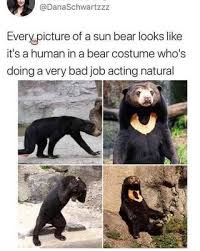 Everyspioture Of A Sun Bear Looks Like It S A Human In A Bear Costume Who S Doing A Very Bad Job Acting Natural Ifunny Funny Animal Memes Animal Memes Funny Animals