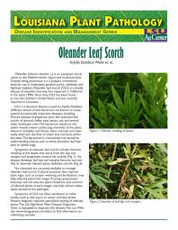 Image result for xylella fastidiosa oleander symptoms