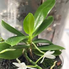 Image result for Aerangis kirkii