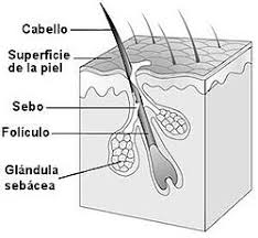 Resultado de imagen para el pelo